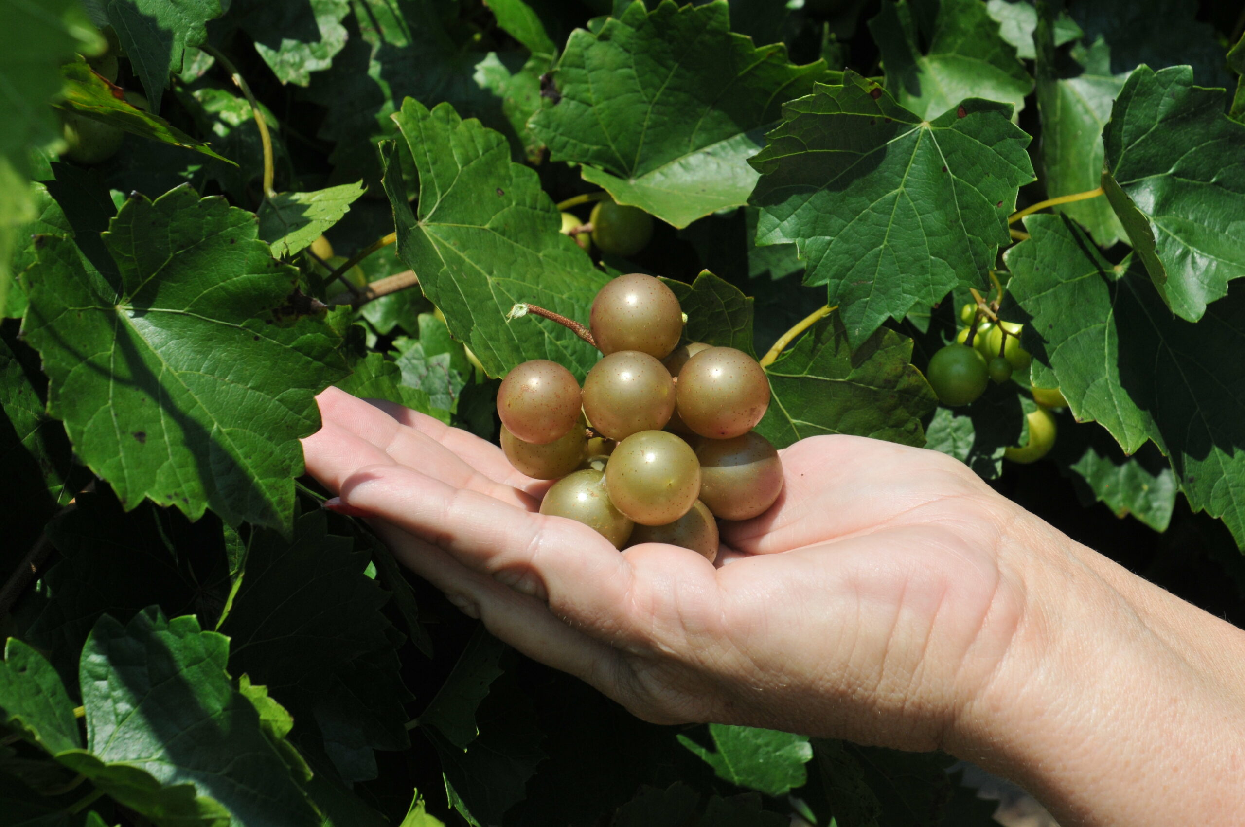 Scuppernong Muscadine Ison's Nursery & Vineyard