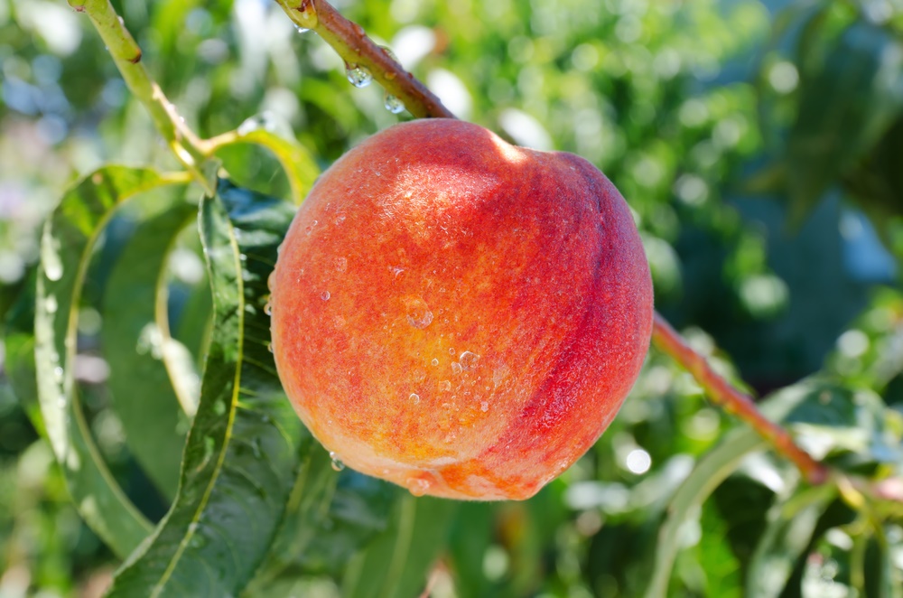 Loring Peach Tree Fruit Trees Ison's Nursery & Vineyard
