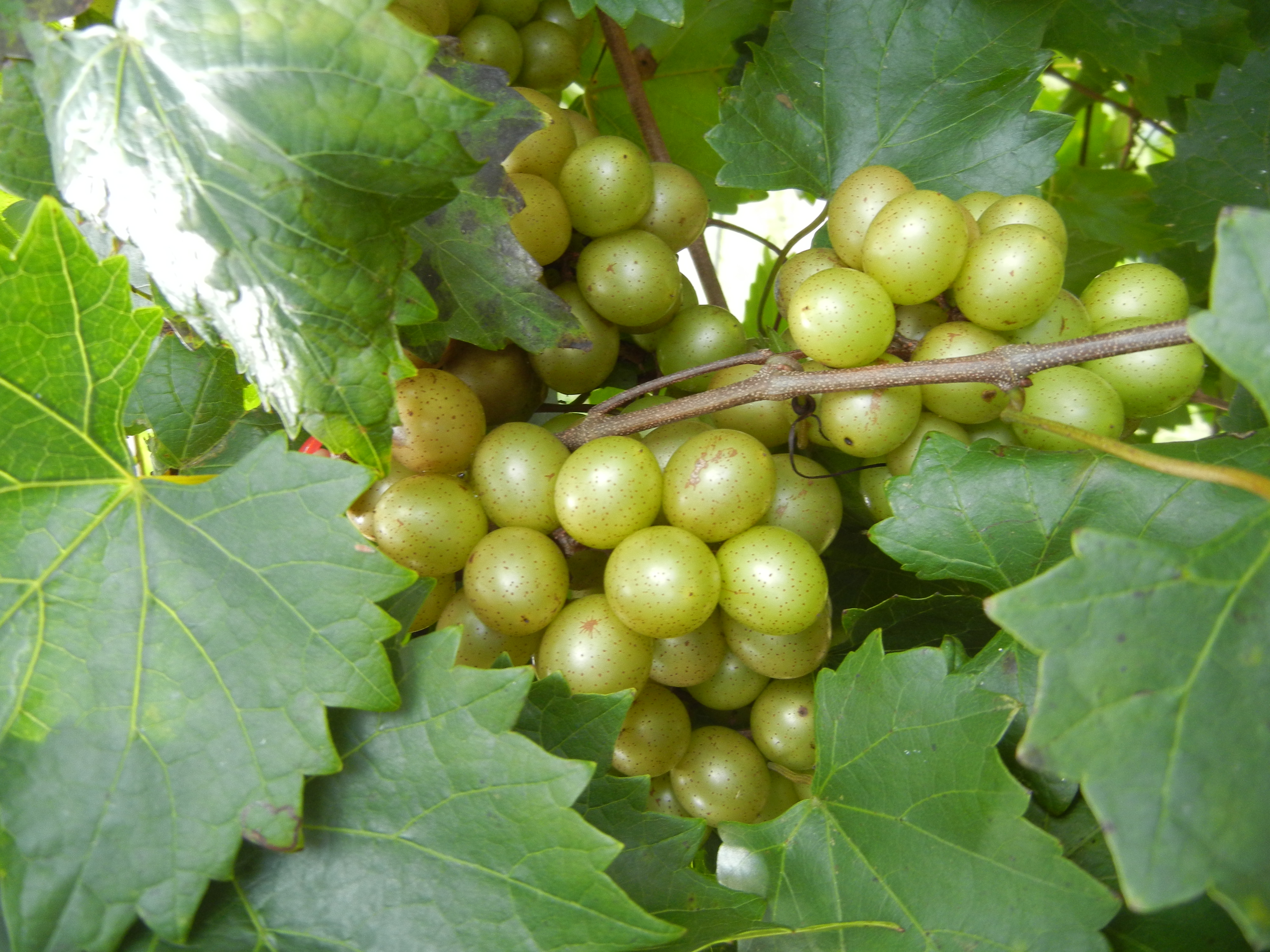 Fresh Fruit Supreme Muscadine 4 Quarts Ison's Nursery & Vineyard