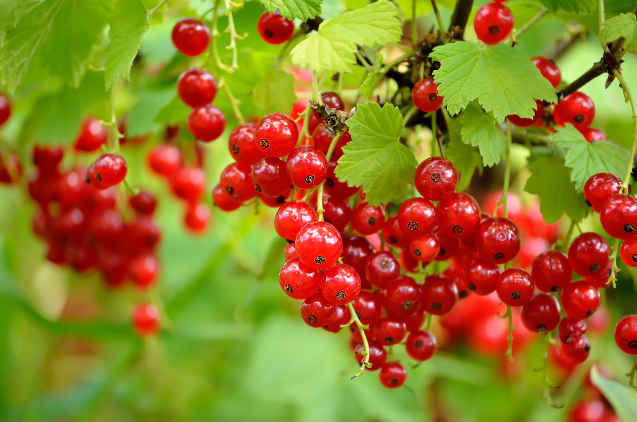 Red Lake Currant Berry Plants Ison's Nursery & Vineyard