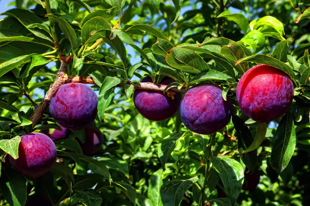 Santa Rosa Plum Trees Ison's Nursery & Vineyard