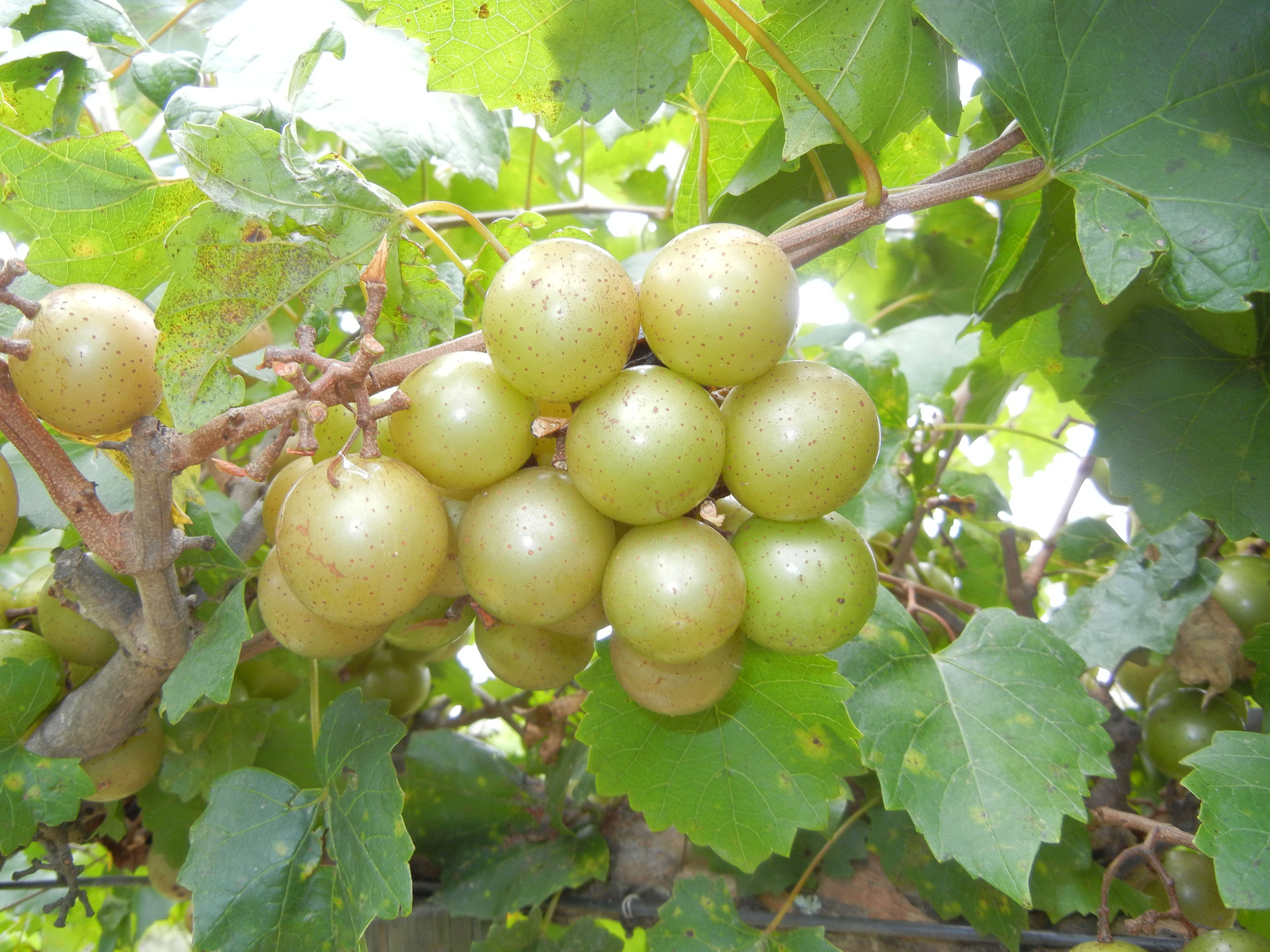 Potted Muscadines (6 Plant Minimum) Archives Ison's Nursery & Vineyard