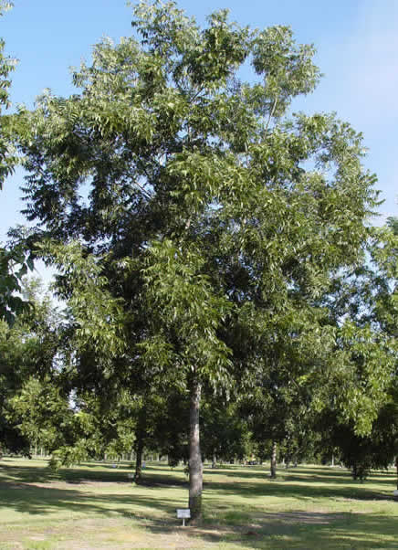 Amling Pecan Tree