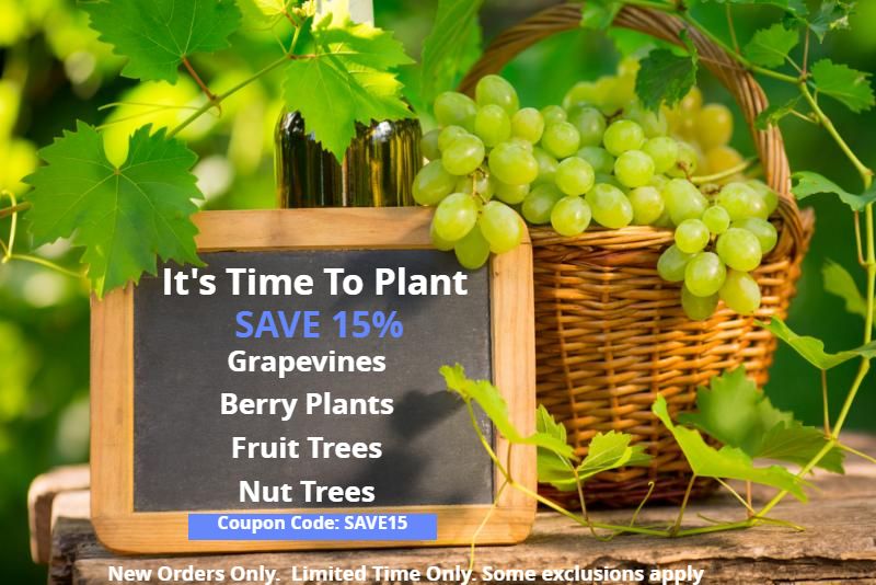 The Tradition of Ison’s Ison's Nursery & Vineyard