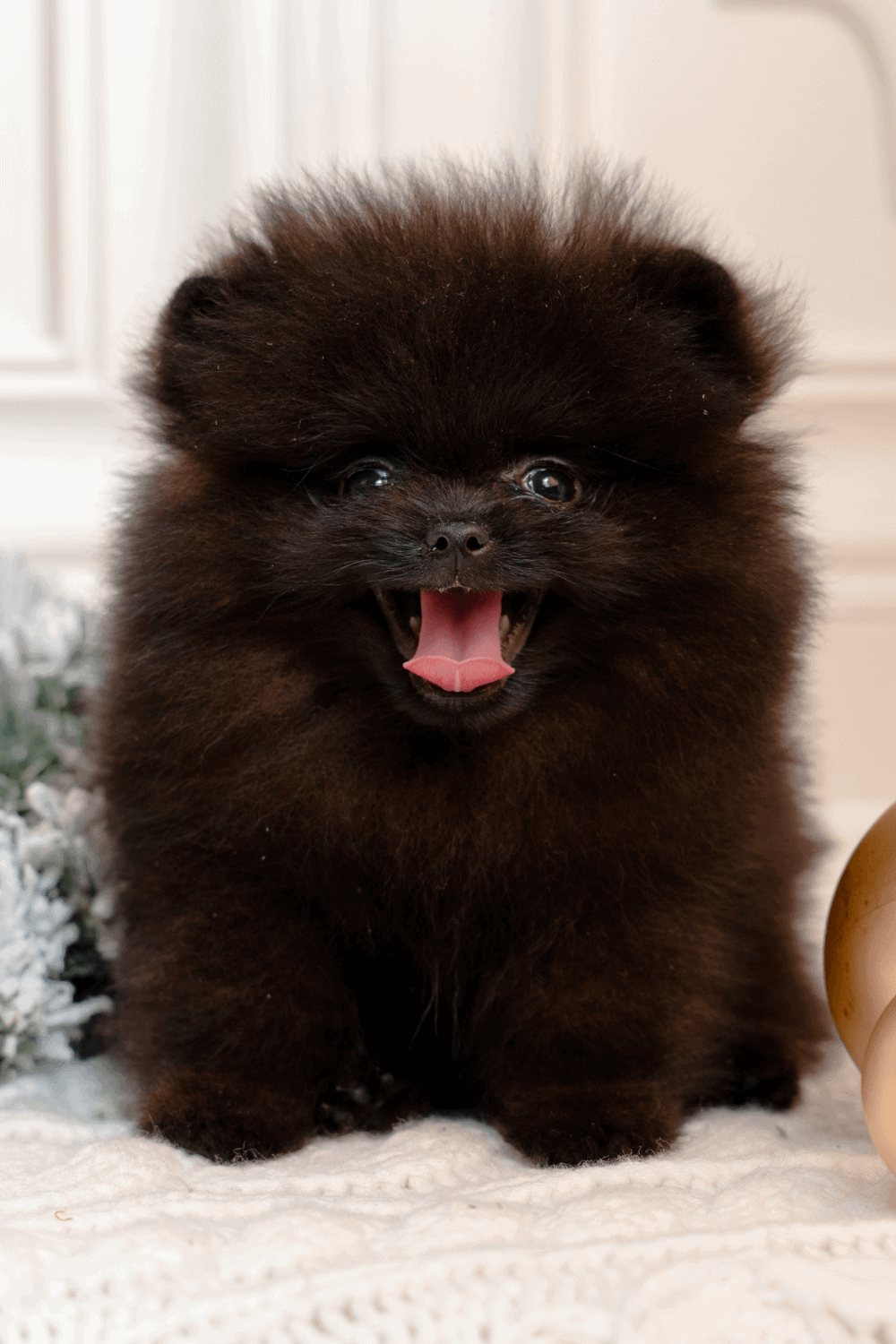 102 Creative Black Dogs Names & A Free Dog Name Printable! I Spy Fabulous