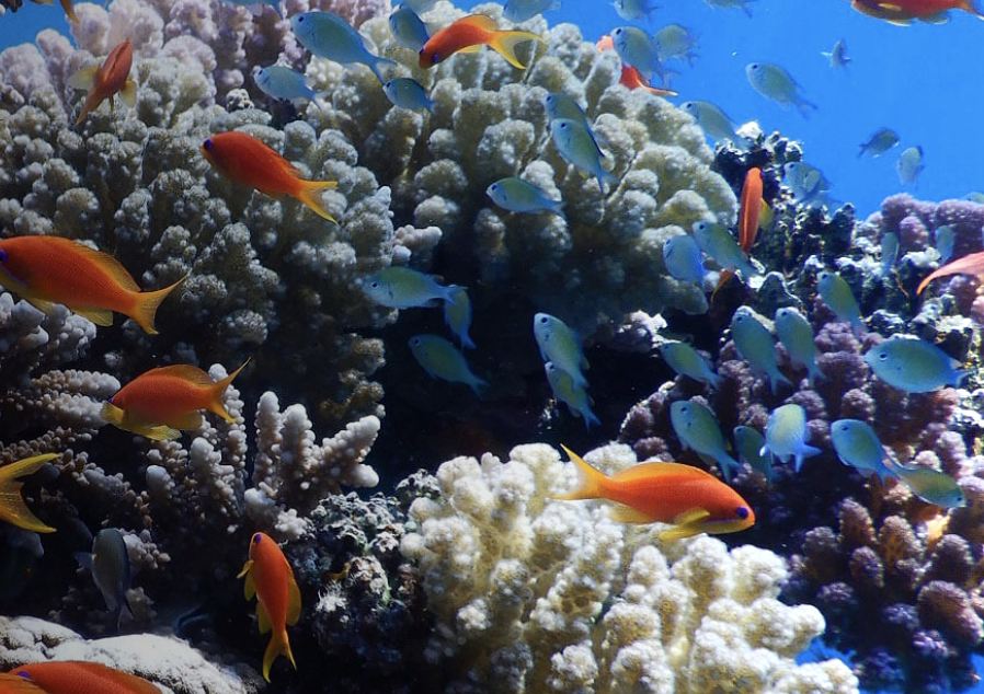 BarIlan (Israël) le récif de corail de la mer Rouge sera parmi les