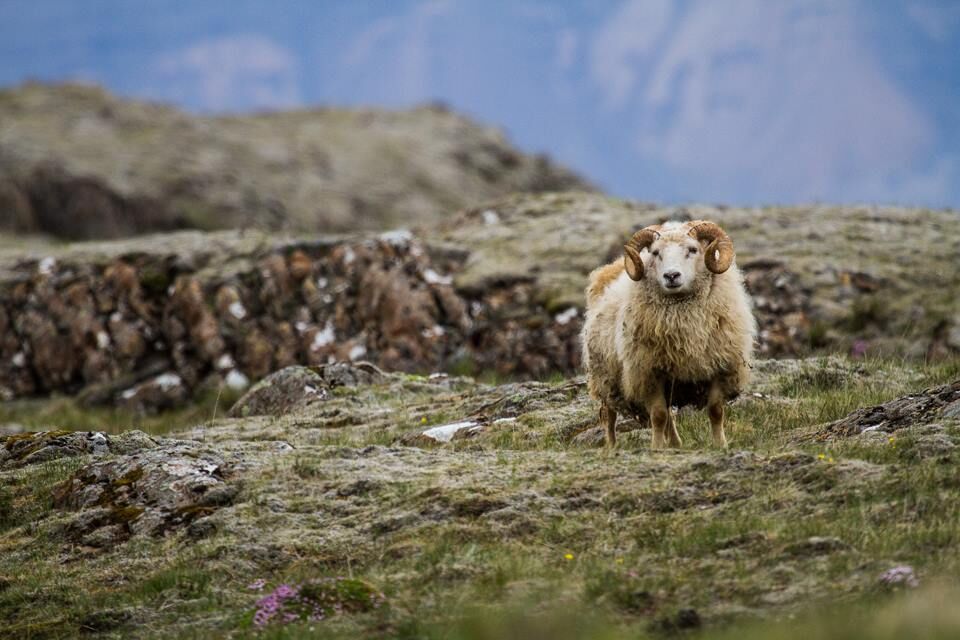 The Icelandic Sheep