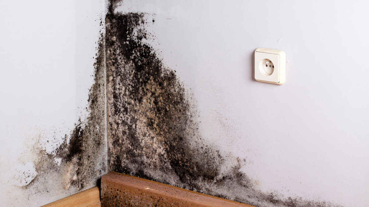 A Guide to Black Mold Removal for Your Home iStoryTime