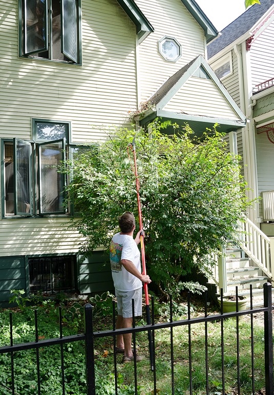 treepruninghedgetrimming11.jpg It All Started With Paint