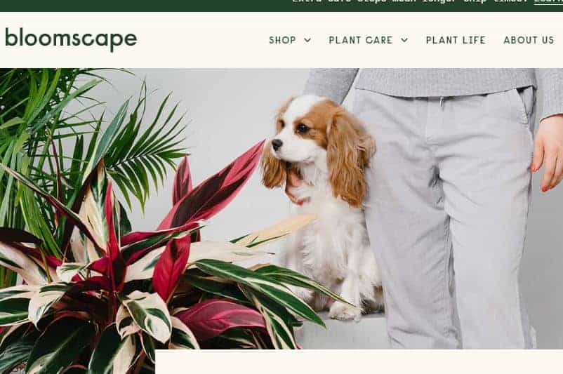 Best Place to Buy Plants Online5 Best Place to Buy Plants Online