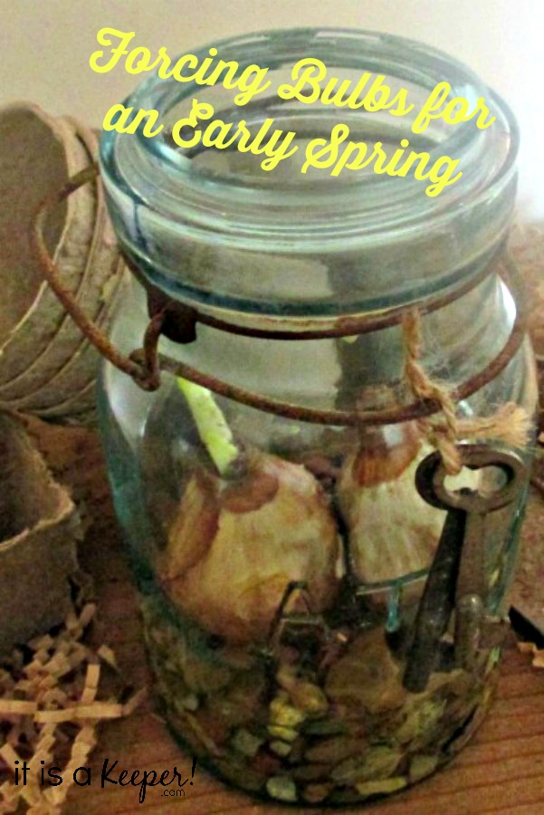 Romantic Valentines Ideas Forced Flower Bulbs