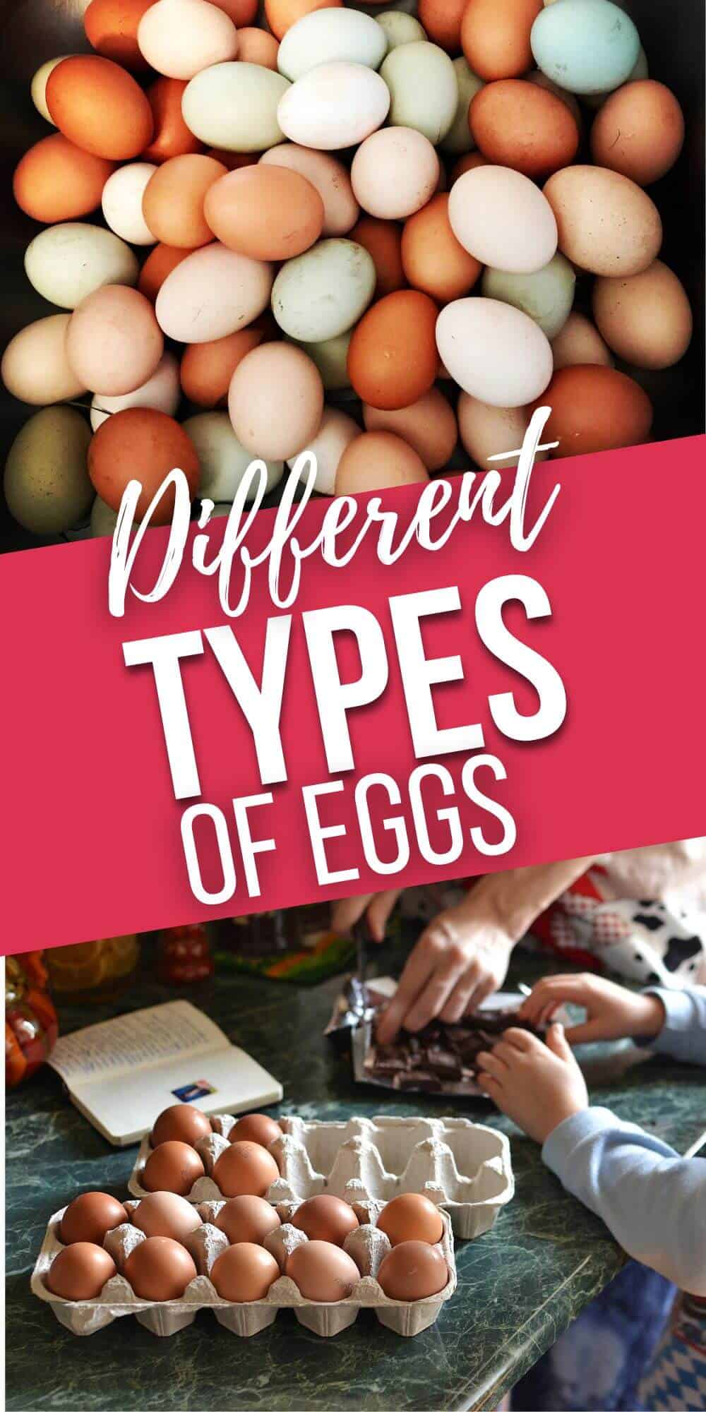 Different Types of Eggs It Is a Keeper