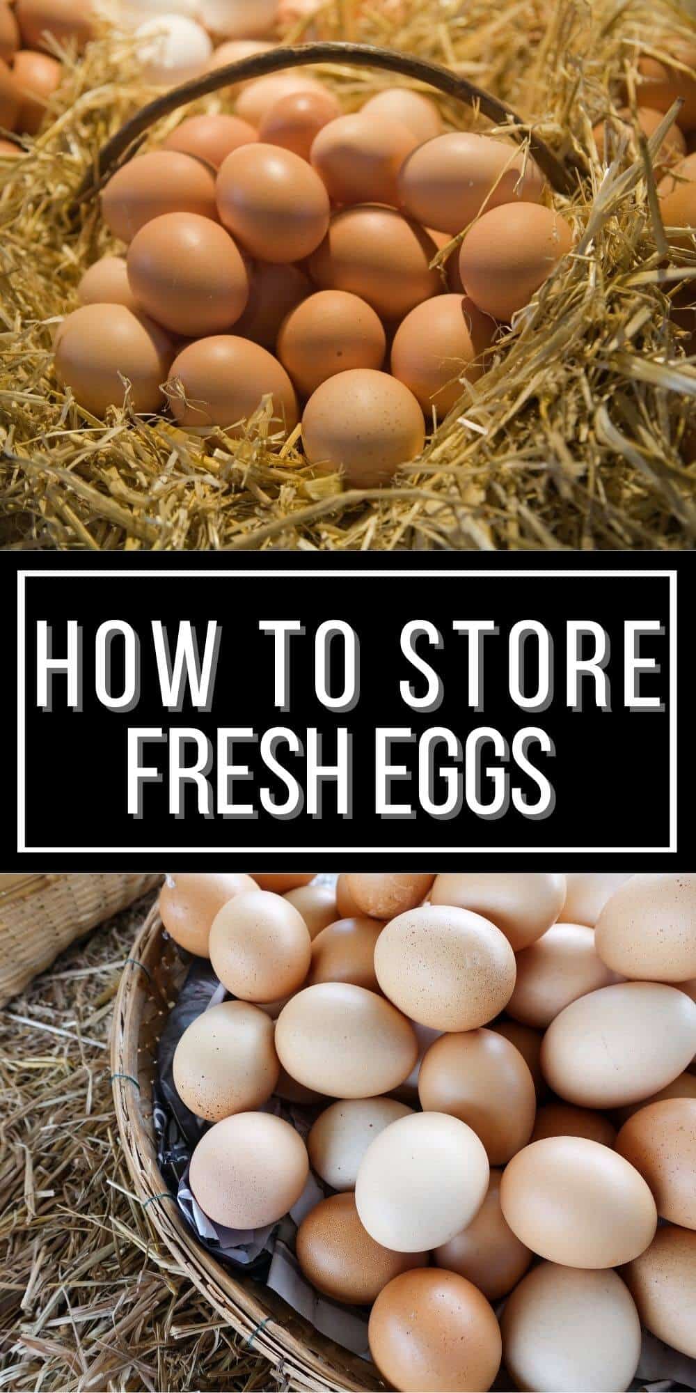 How to Store Fresh Eggs