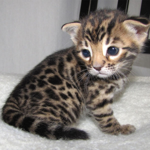 Leopard Kittens The Most Amazing Creatures On The Earth It's Cute