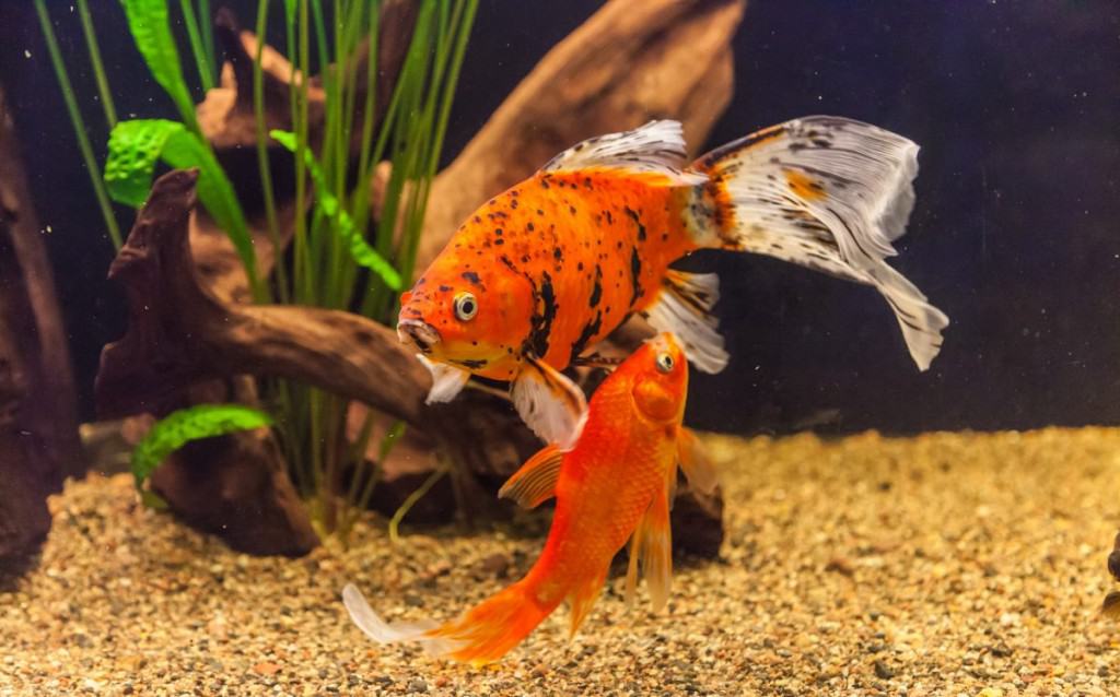 Do Goldfish Need Light? And Darkness? How Much Of Each?