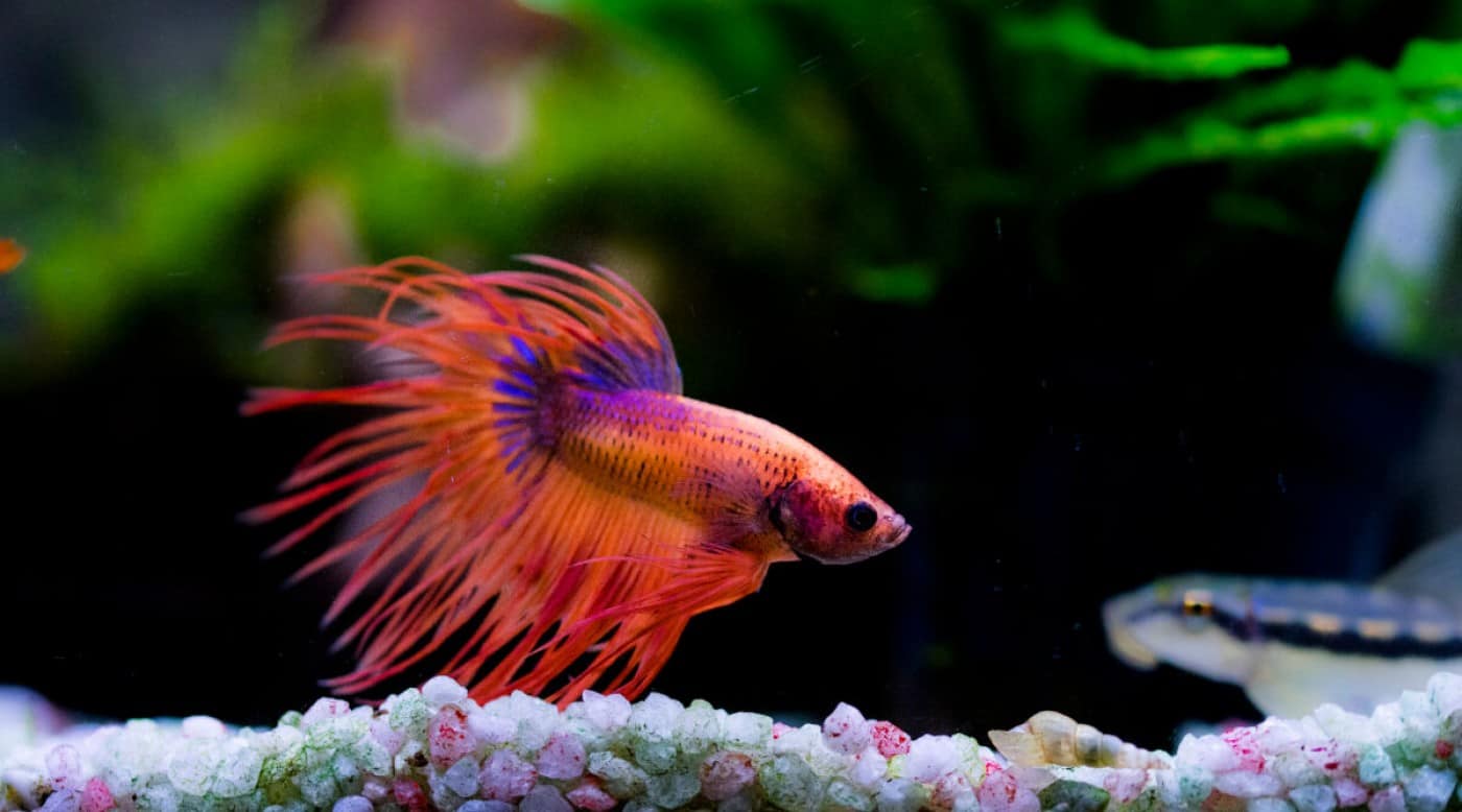 Betta Fish Water Temperature Within What Ideal Range Should it be?