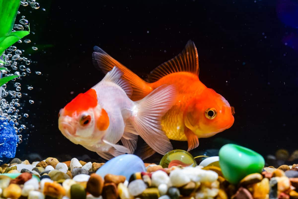 Goldfish Water Temperature Guide What is the Range for Goldfish?