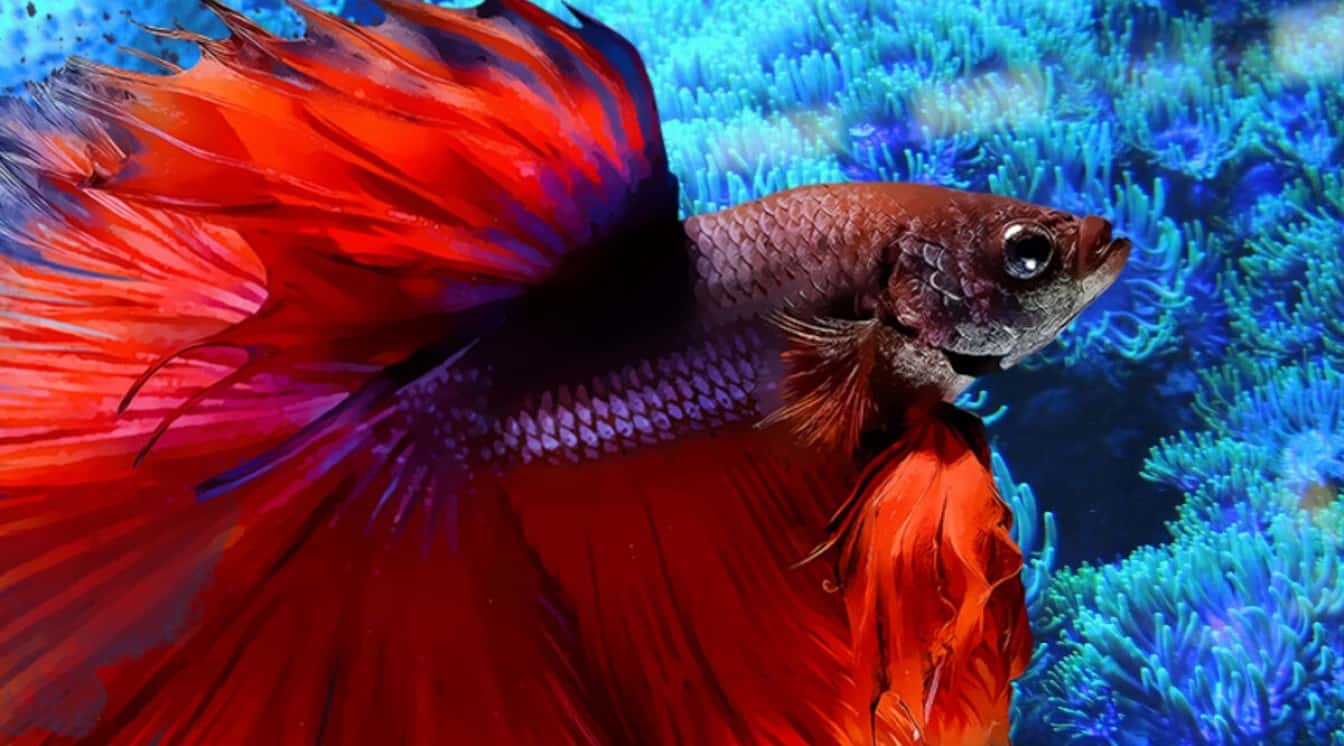Do Betta Fish Need a Heater? A Water Temperature Guide