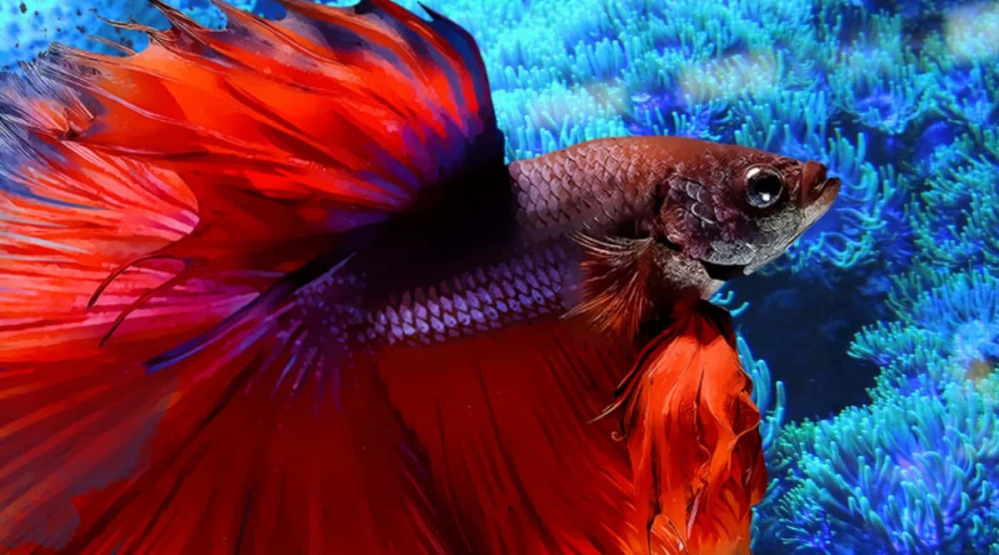 Do Betta Fish Need a Heater? A Water Temperature Guide