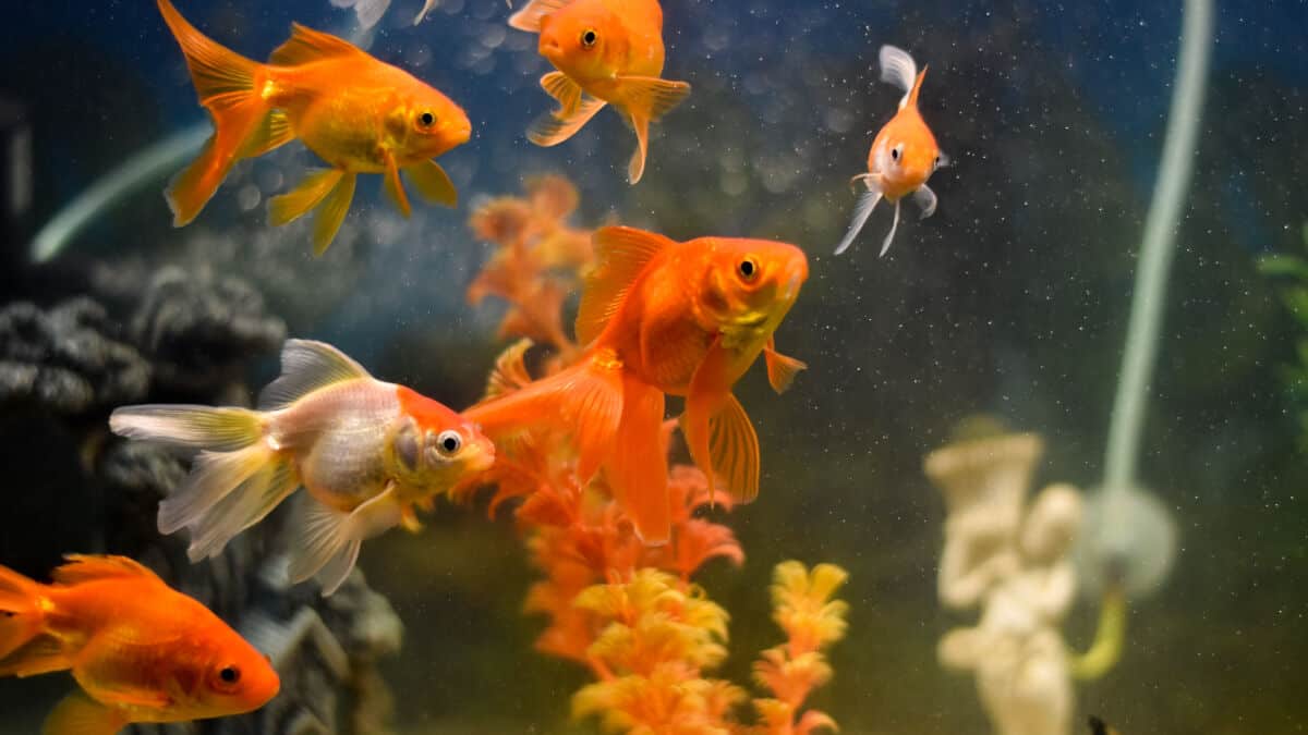 Do Goldfish Sleep? Do They Close Their Eyes? Do They Dream?