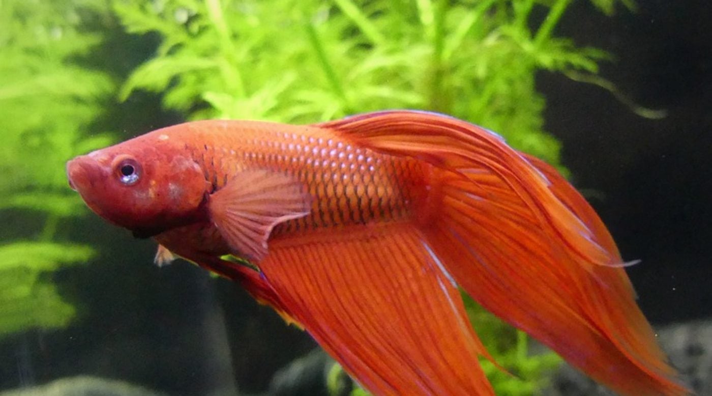 Do Betta Fish Need A Filter In Their Tank?