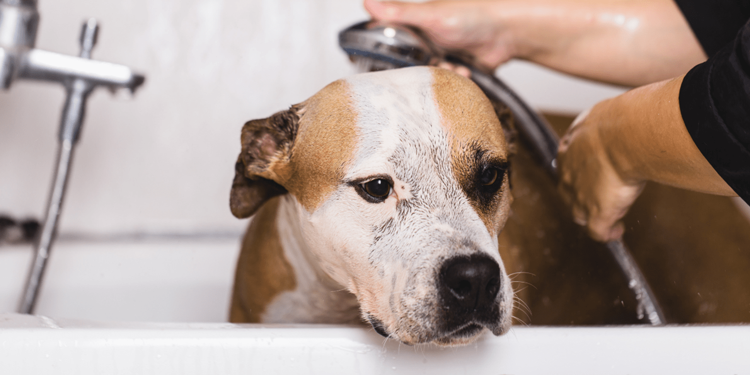 Are dog groomers in high demand? It's All SAVVY