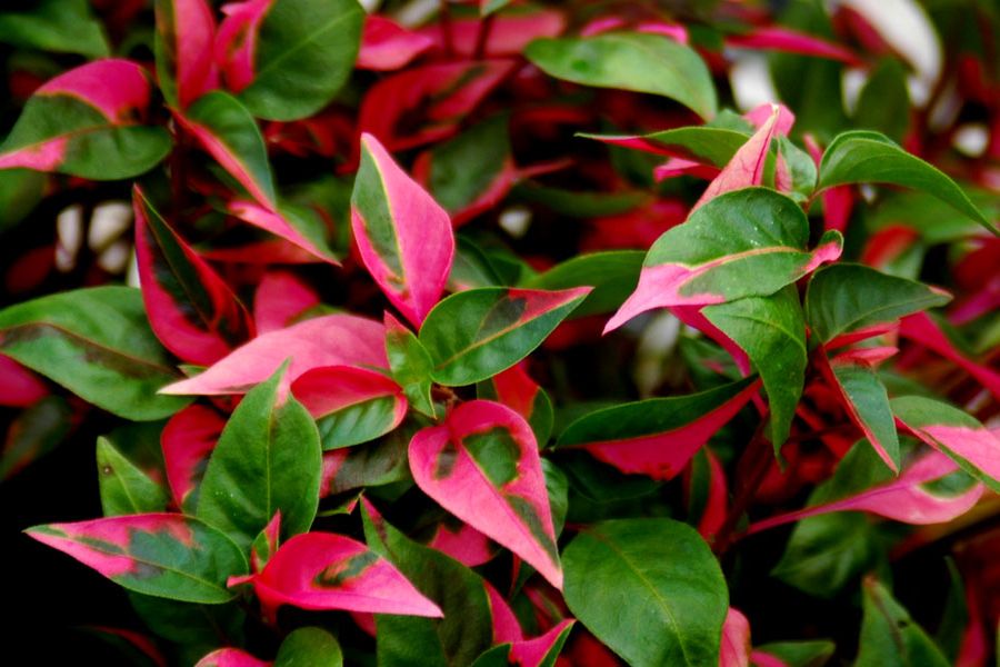 Alternanthera 'Partytime' Green with Pink Joseph's Coat from ItSaul Plants
