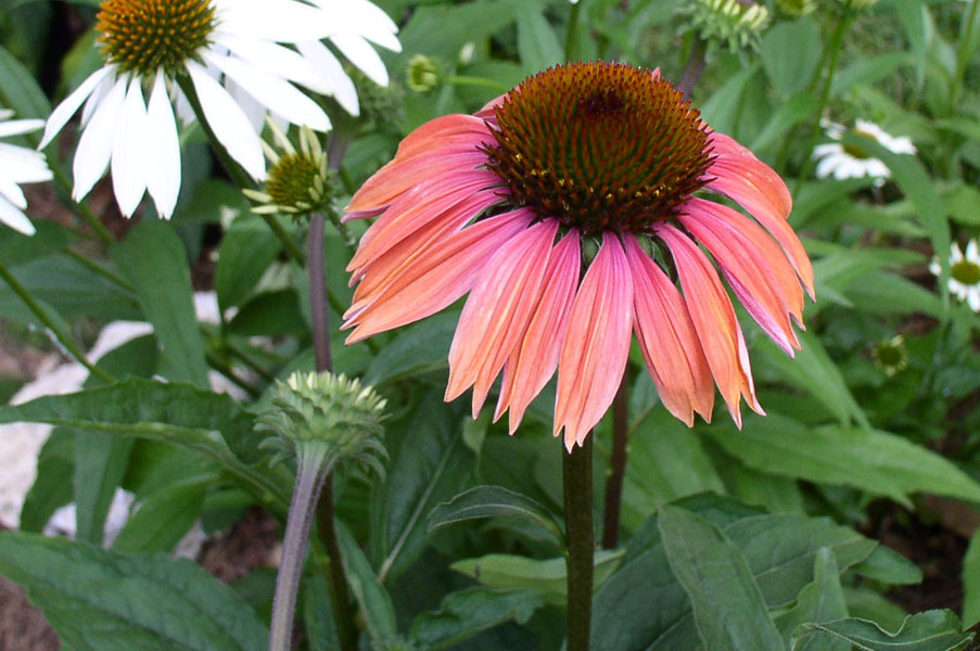 Echinacea 'Katie Saul' Echinacea Big Sky Summer Sky™ from ItSaul Plants