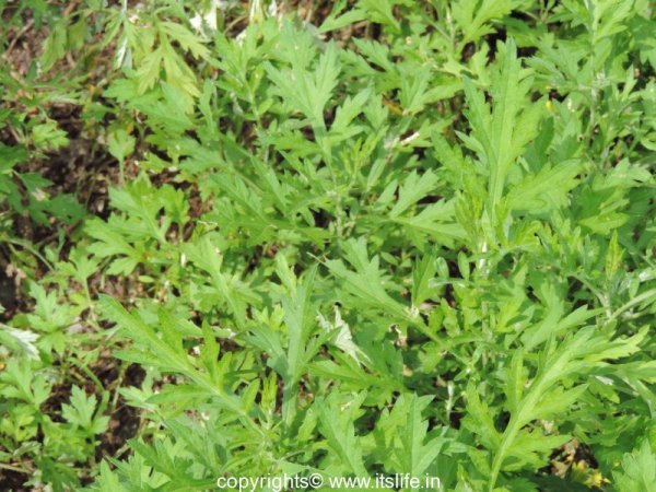 Machi Patram Japanese Mugwort itslife.in