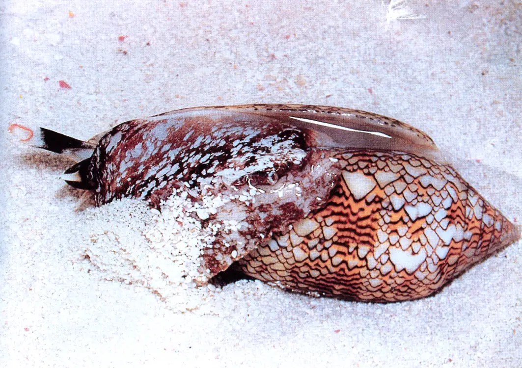 Cone Shellfish All About The Cone Shellfish Fish