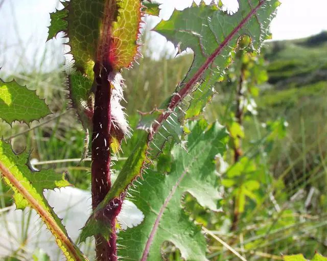 10 Natural Plants That Can Get You High What on Earth?