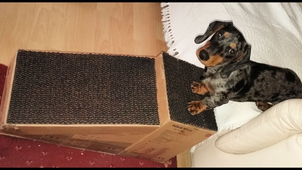 15 Free DIY Dog Ramp Plans For Bed, Car, Couch, Stairs