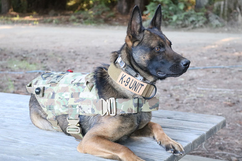 K9 Commitment Questions You Should Ask Before Buying a Protection Dog