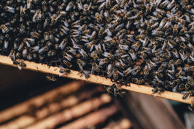 Animals That Kill The Most Common U.S. Human Deaths ITS Tactical