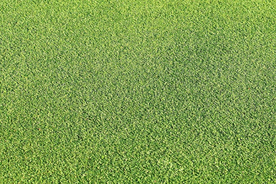 iTurf Wollongong Santa Ana & Windsor Green Couch Illawarra Turf