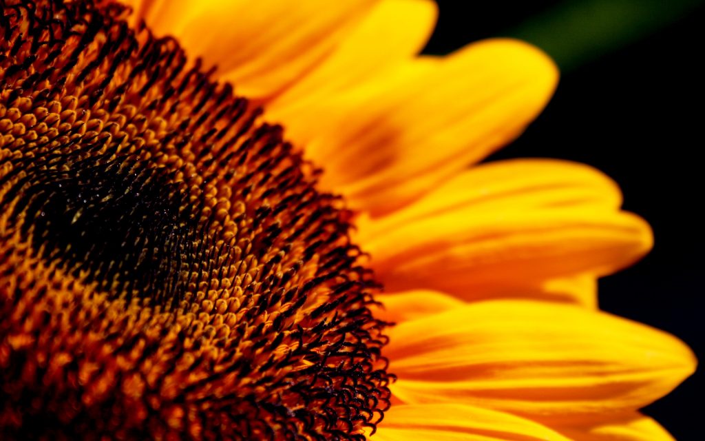 How Sunflowers Move to Face the Sun ⋆ Into The Void Science