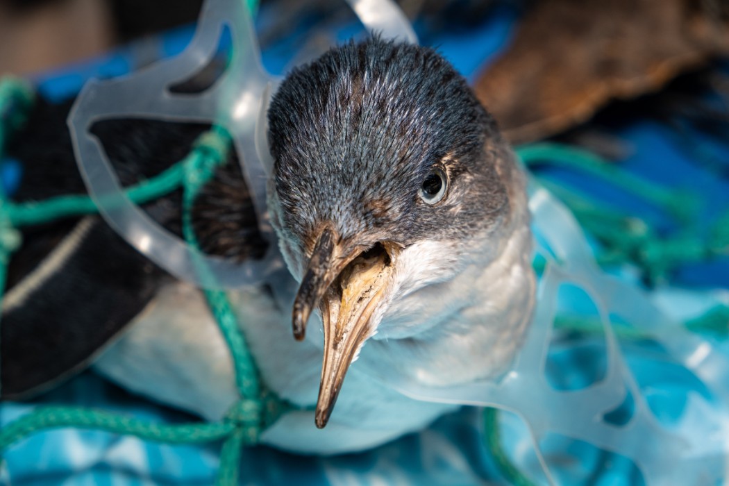 Effects Of Plastic Pollution On Animals