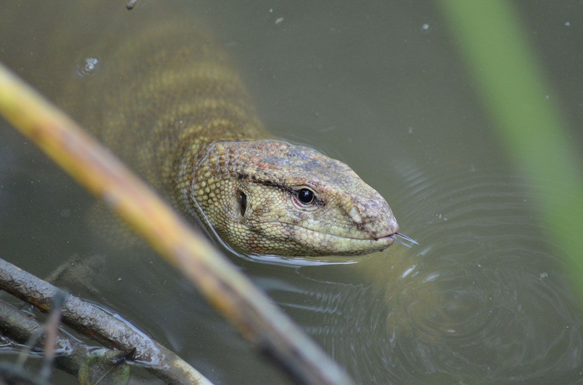 IUCN SSC Monitor Lizard Specialist Group IUCN
