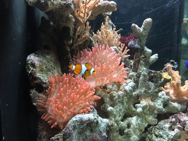 Anémones et poissons clowns Aquariophile facile, en eau