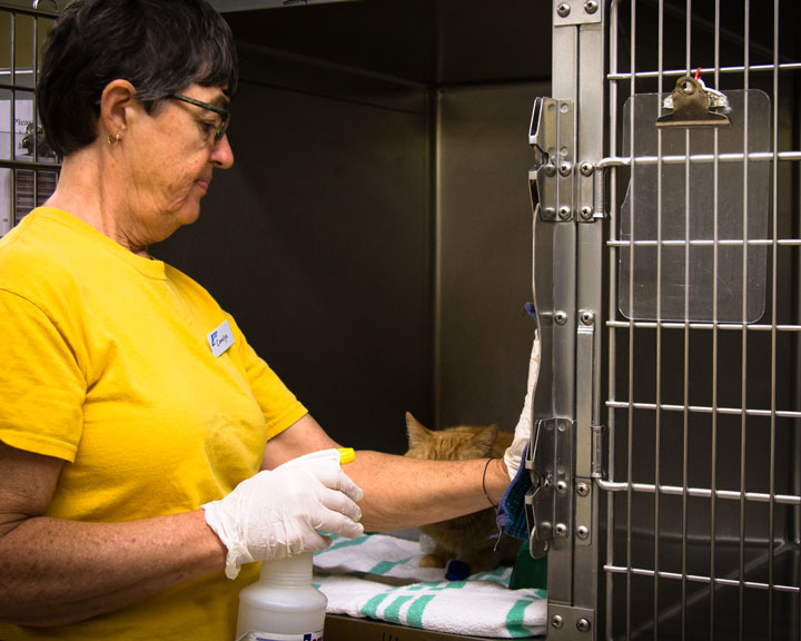 Humane Society of Greater Savannah IVolunteer International