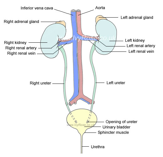 Structure and Components of the Urinary System Basic Diagram of the