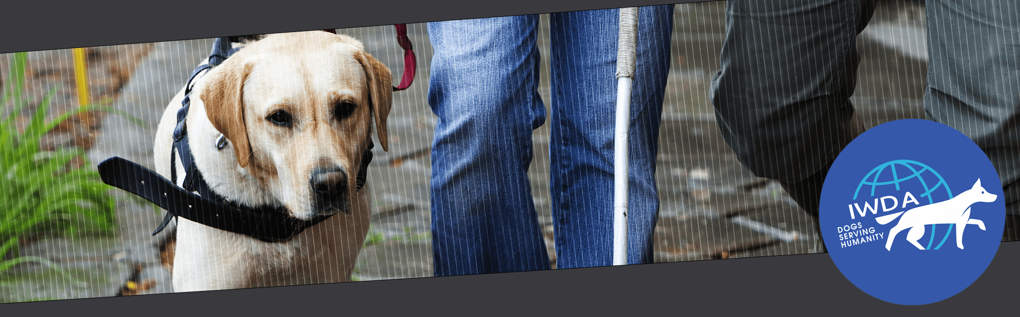 My Account International Working Dog Association