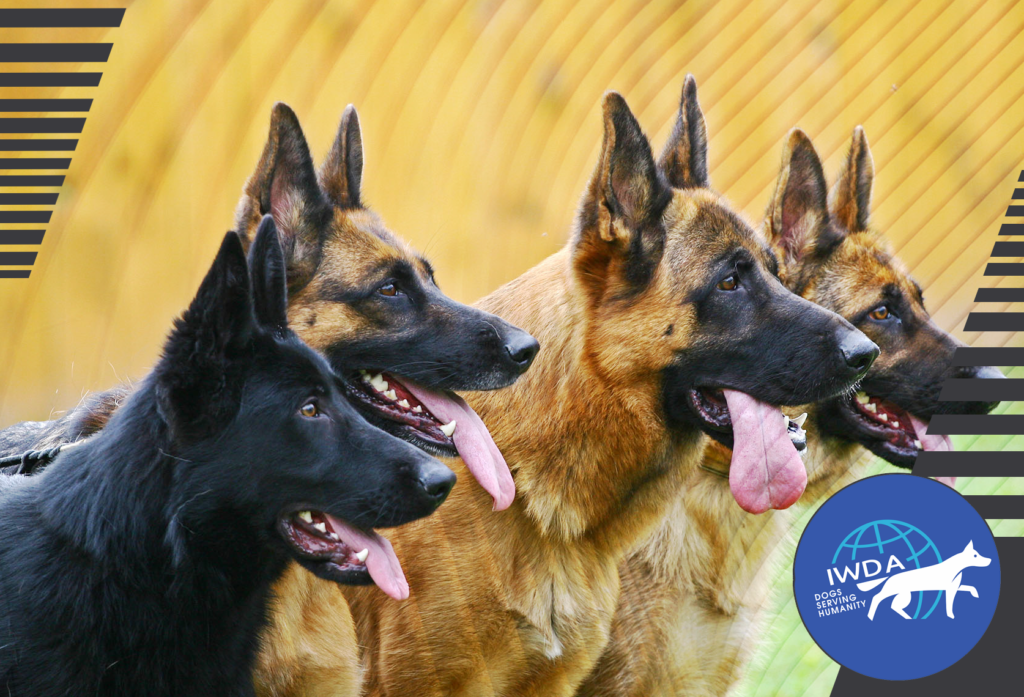 How Do Dog Breeders Work