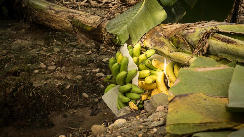 14 dólares por 12 horas de trabajo detrás de cada banana de Honduras