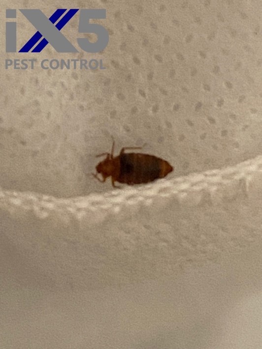 How to get rid of bedbugs iX5 Pest Control