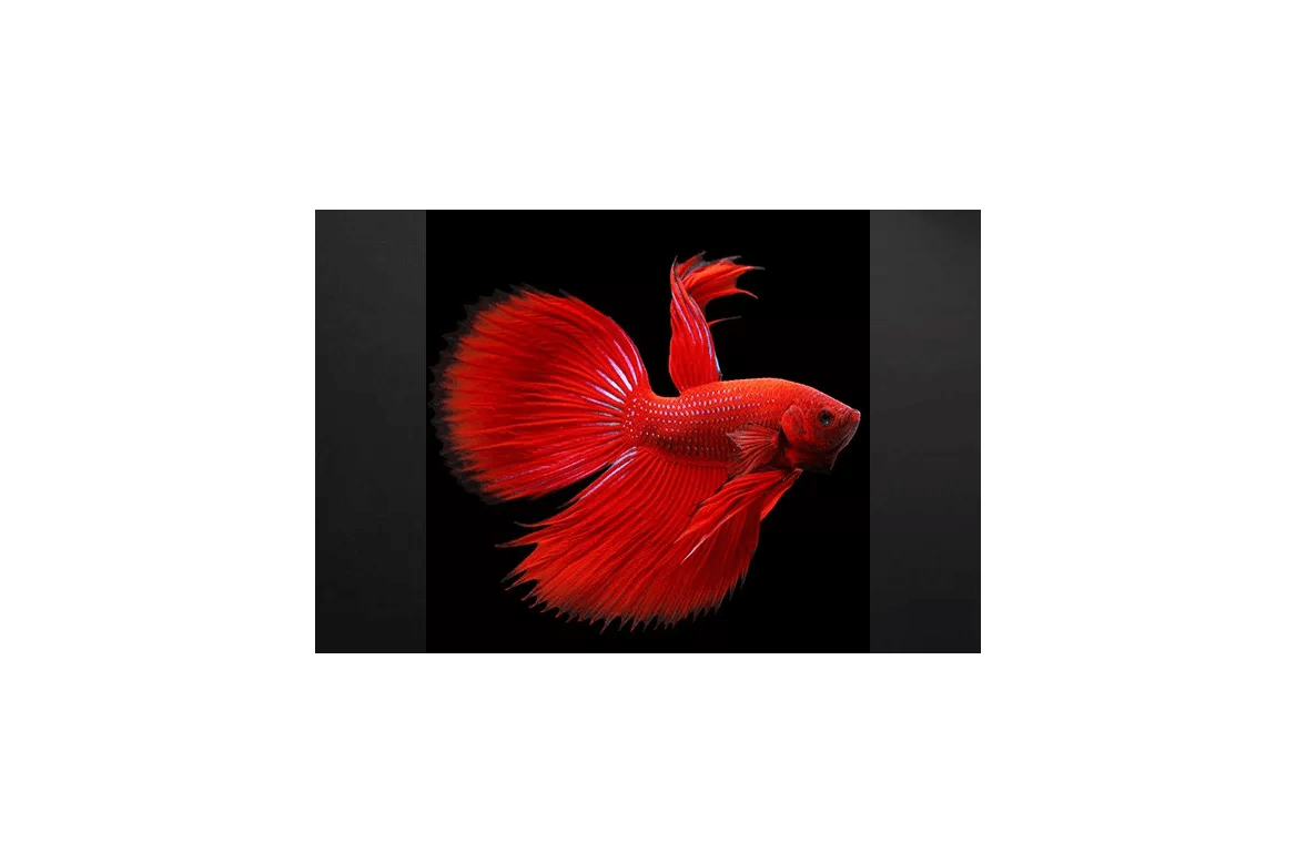 Tableau Design Poisson Rouge Combattant Izoa Tableau Design Poisson Rouge Combattant Izoa