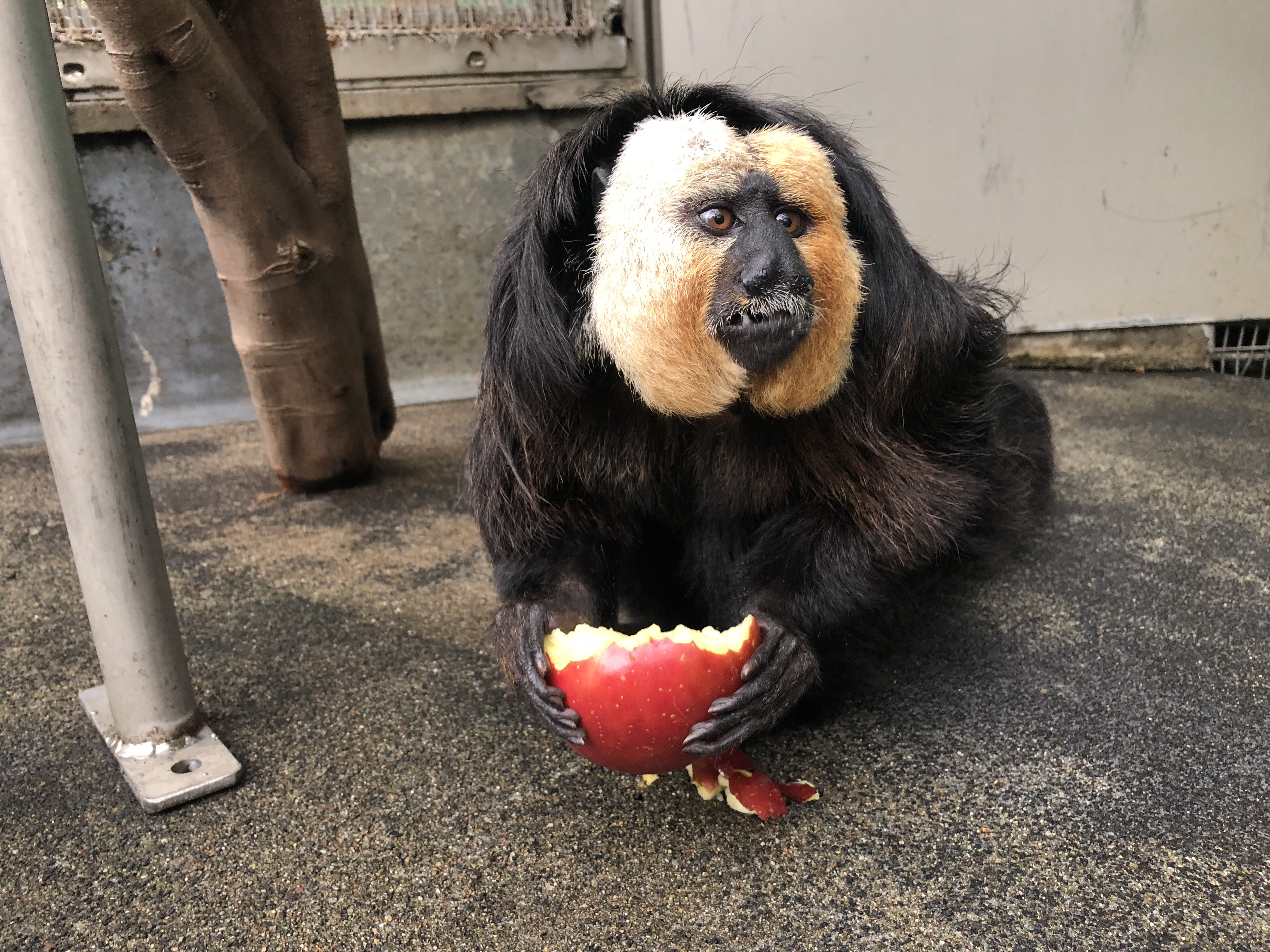 今日のモップくん 飼育の部屋