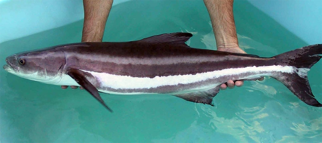 cobia JTEK Marine