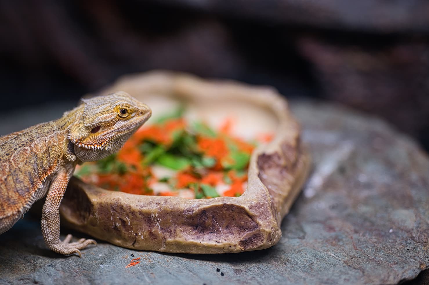 What Can Bearded Dragons Eat? A Dietary Guide Jabberwock