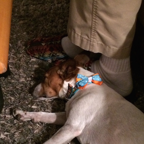 Sasha Goes Home Jack Russell Rescue